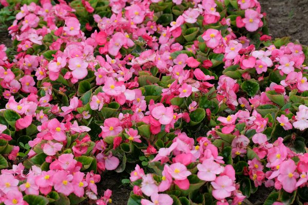 Économie circulaire : des projets pour alléger l'impact climatique