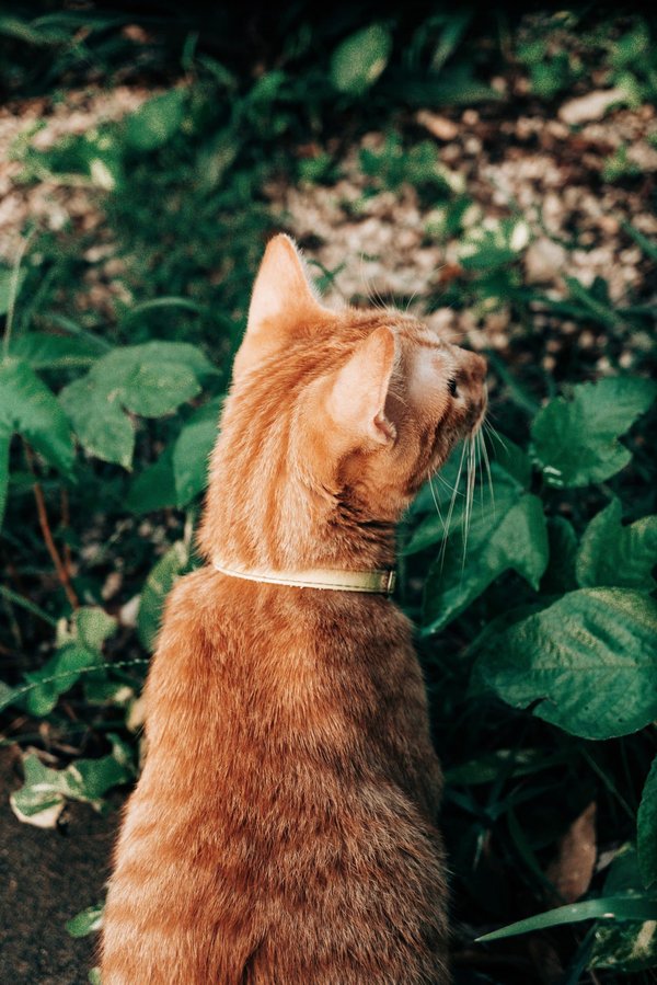 Est-il possible de créer un jardin aquatique sur un balcon et quels poissons y introduire?