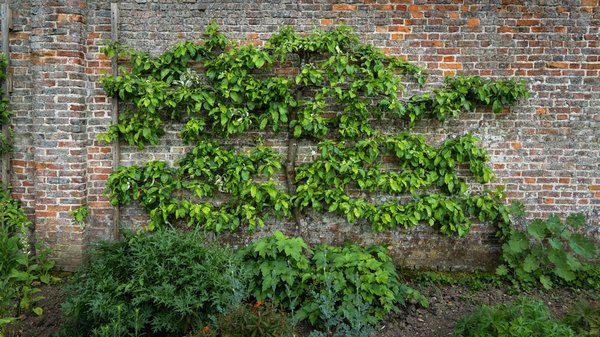Quelles sont les techniques de taille pour un pommier en espalier sur un balcon?
