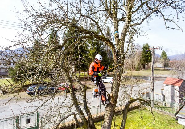 Prix d'un élagage d'arbre : le cas d'une opération sévère