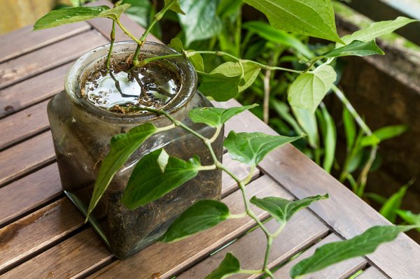 Choisir le bon système d'assainissement individuel en 2024